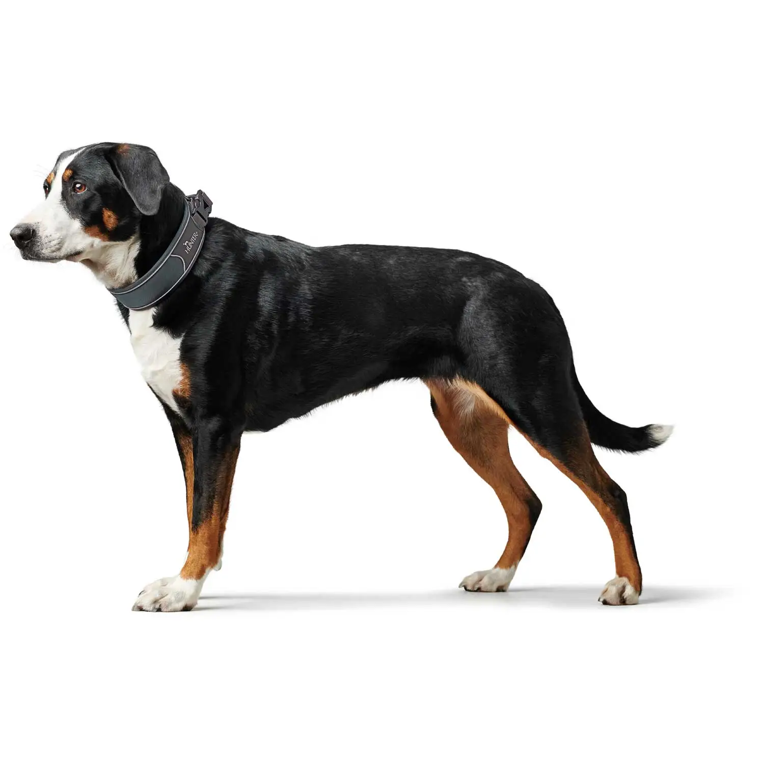 Hunter Halsbånd Divo L Grå/Grå - justerbart hundehalsbånd (45-55 cm, B 4,5 cm)